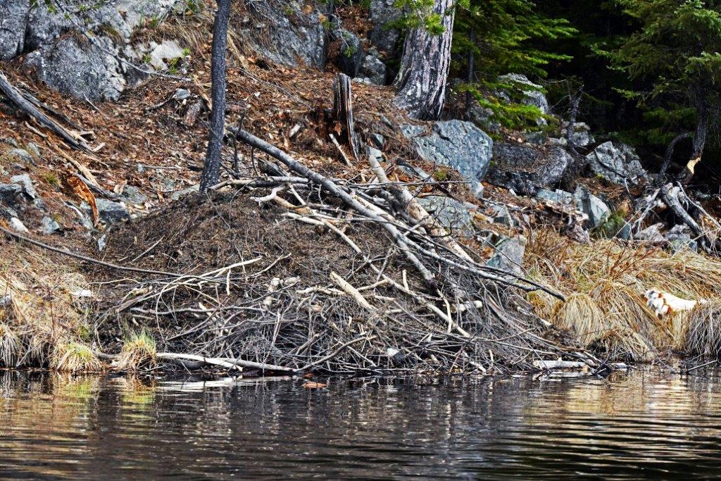 Beaver Lodge on Woods Lake