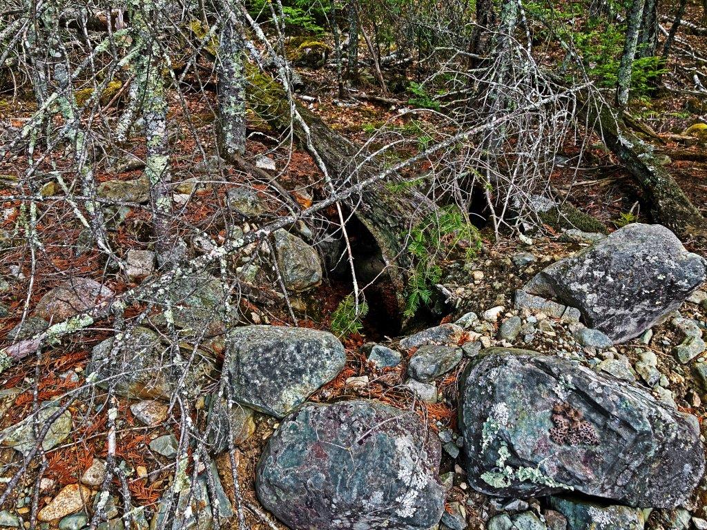 Lily and Hope Den from 2010