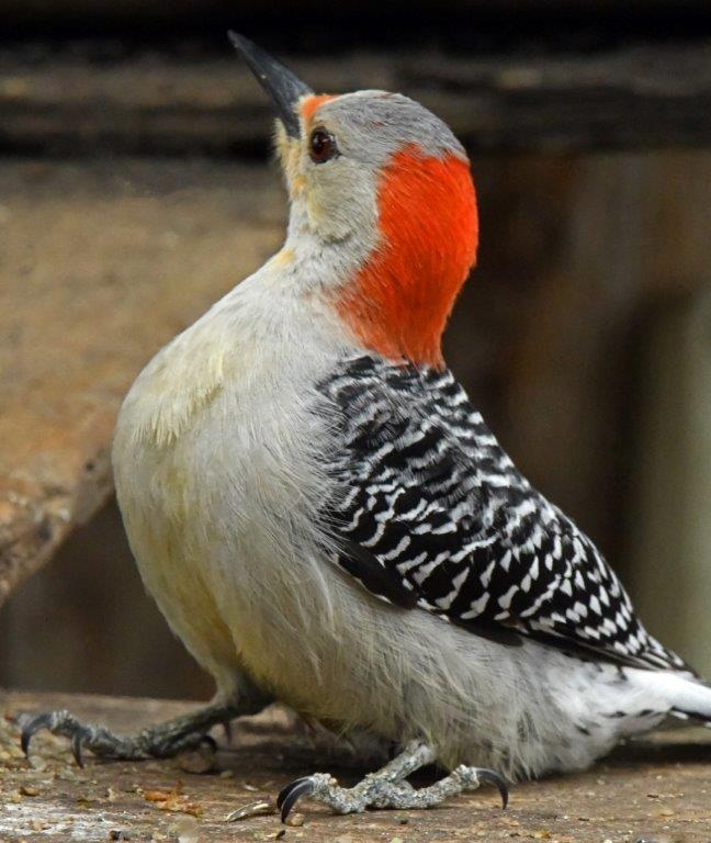 Red-bellied woodpecker
