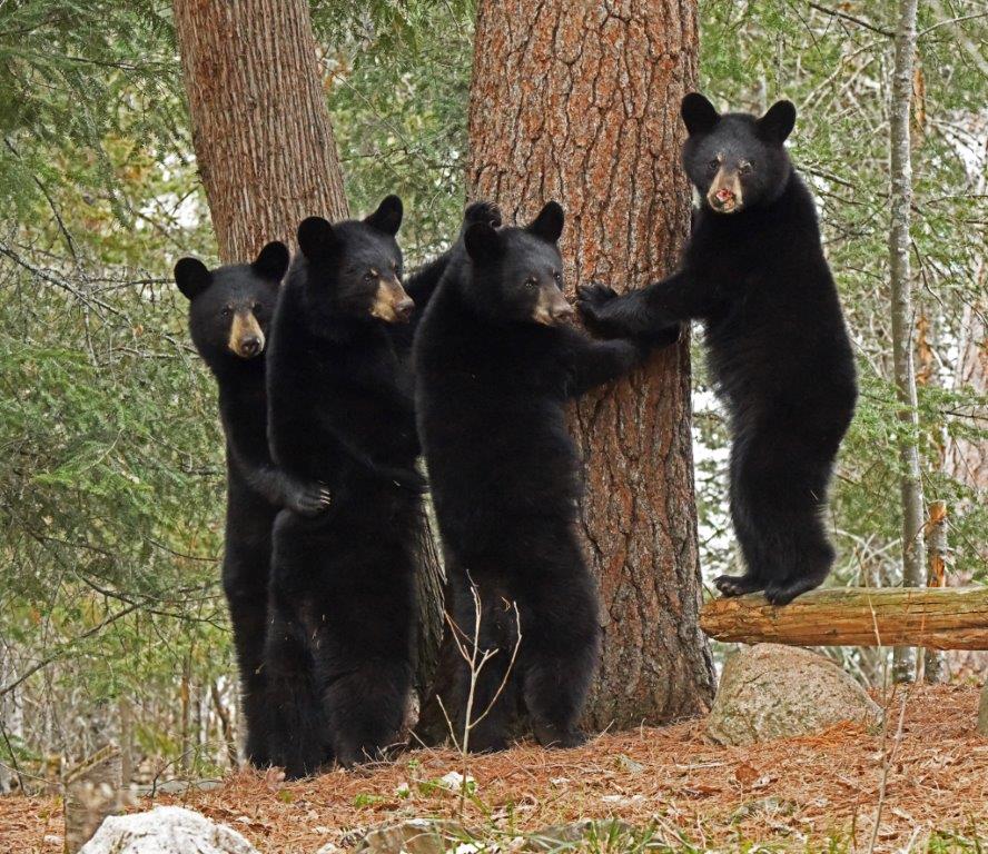 RC's 4 yearlings May 10