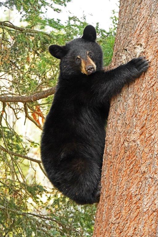 RC's Jackson in tree