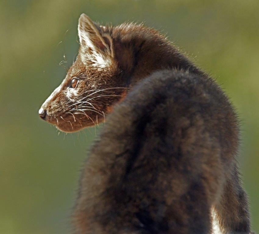 Pine marten
