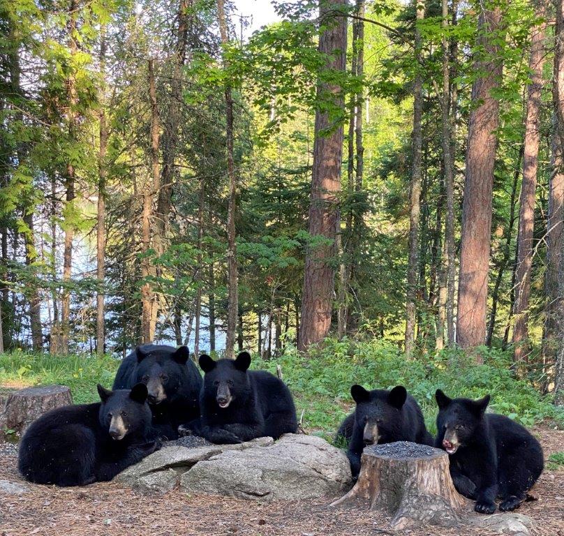 RC and yearlings on May 24, 2021