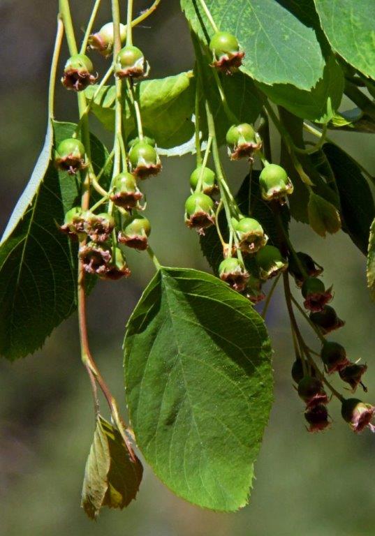 20210529 Juneberries