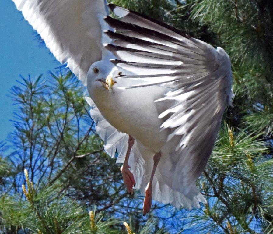 Peekaboo gull