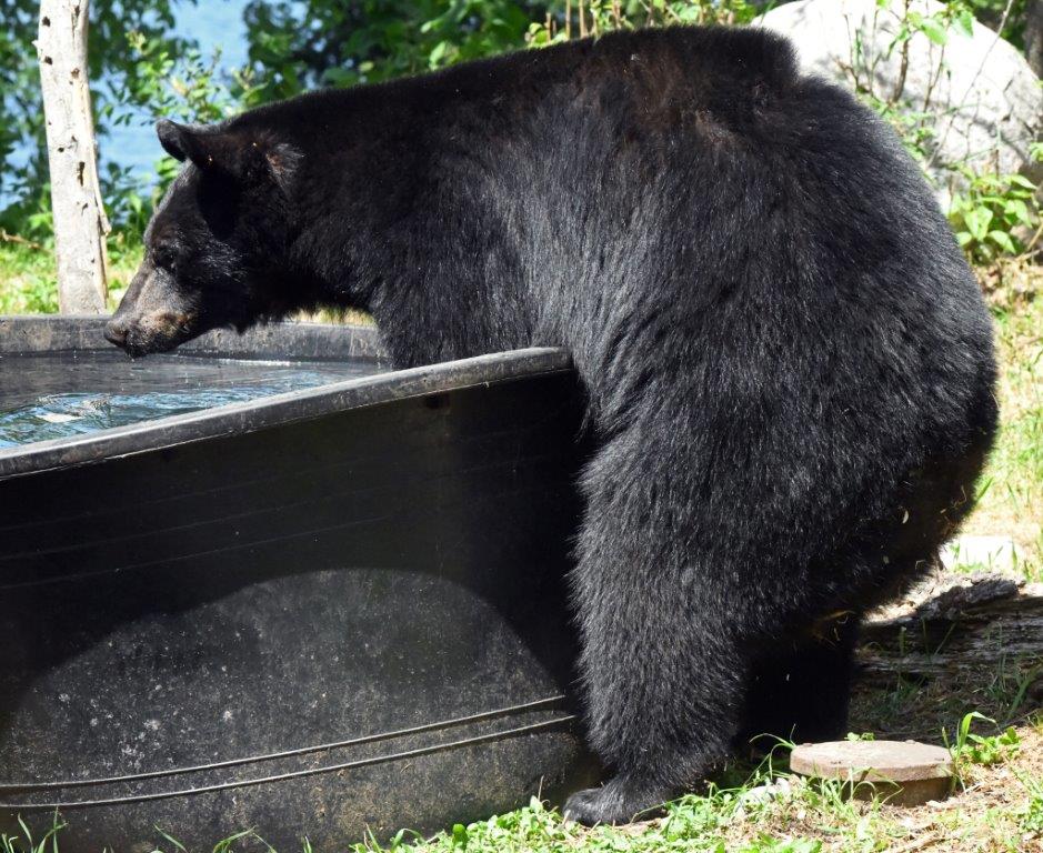 First taker of the tub
