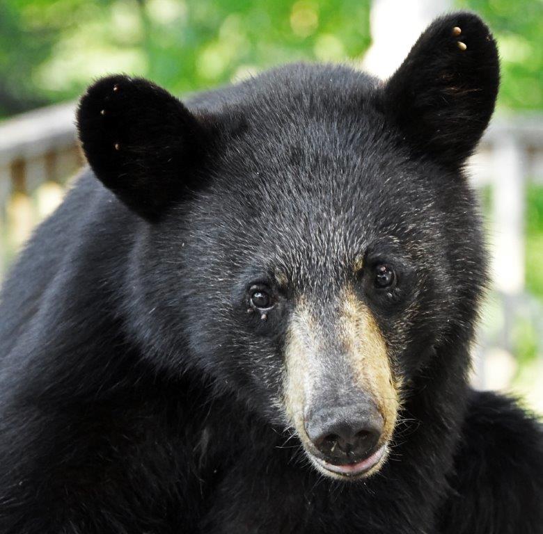 Yearling female with line
