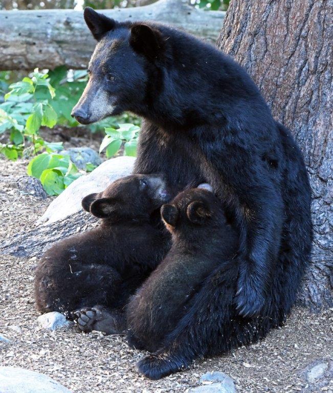 Lucy and 2 male cubs