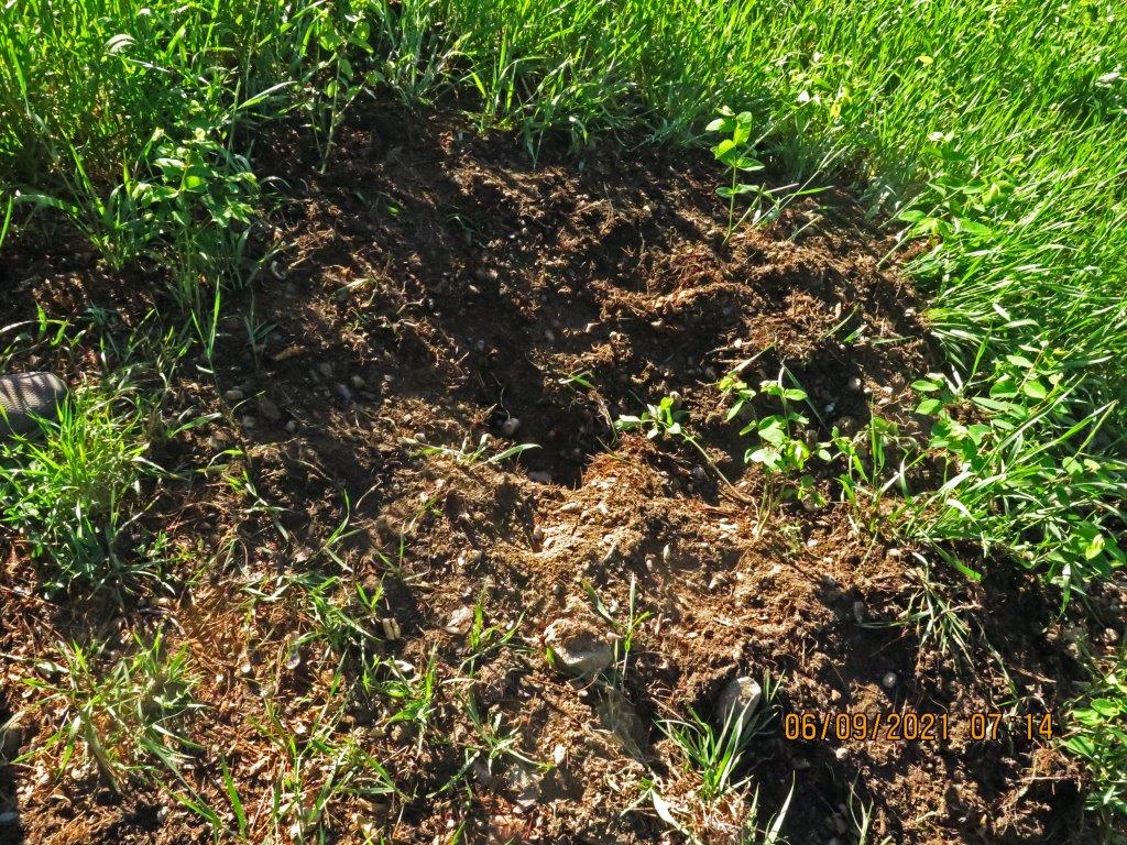 Turtle nest dug up