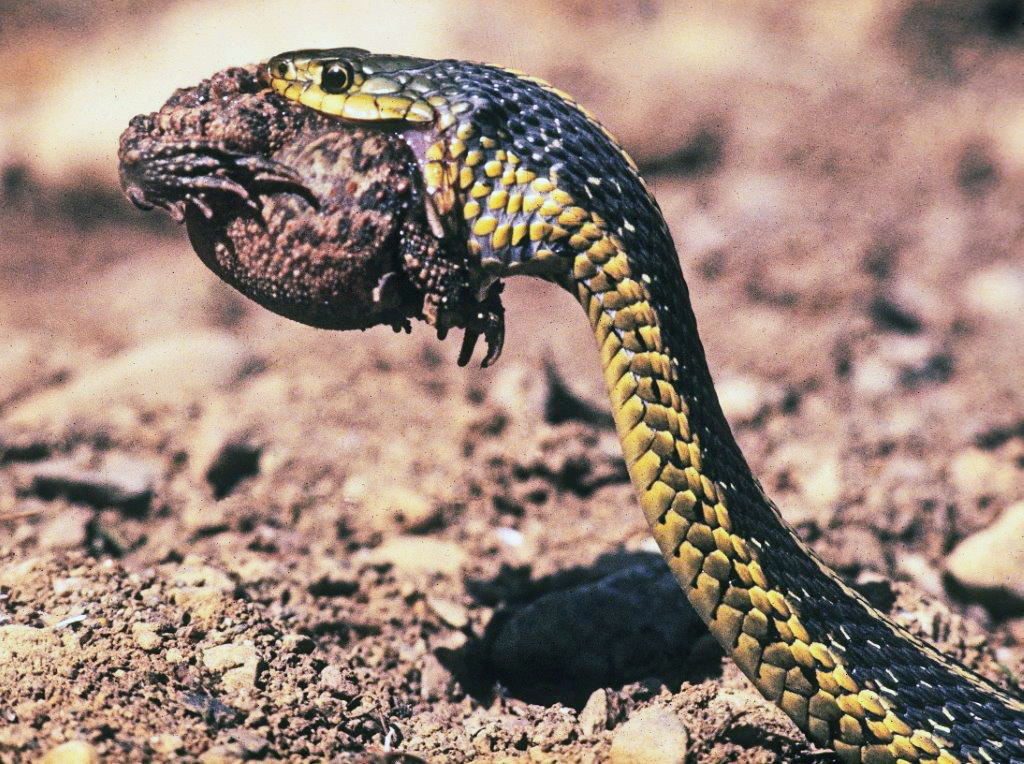 Garter snake toad 6-72