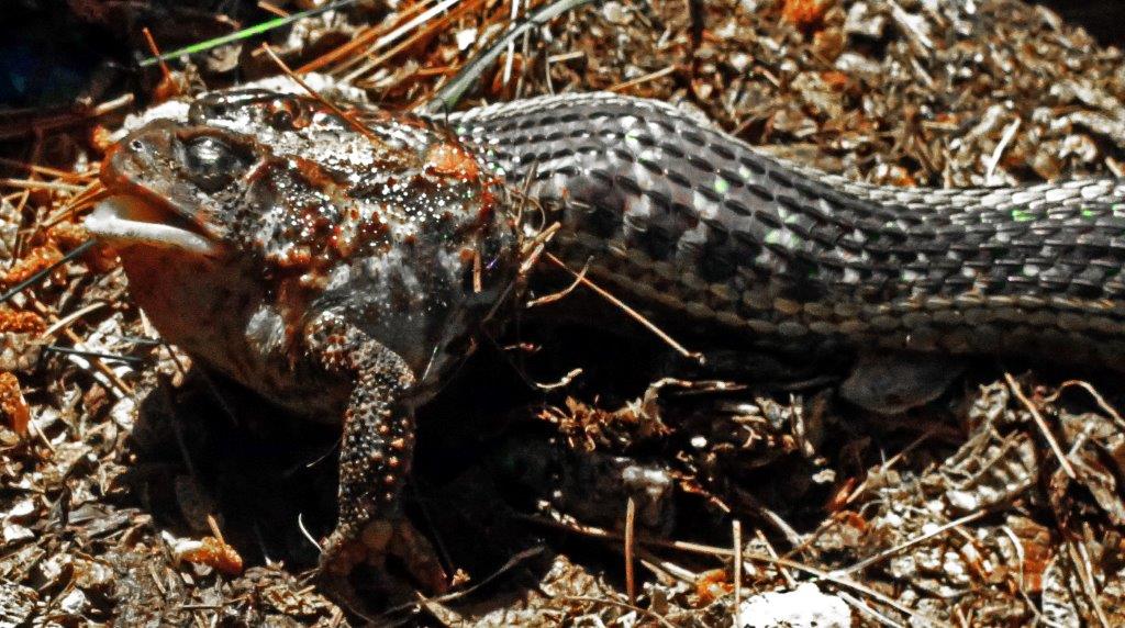 Do garter snakes eat toads hotsell