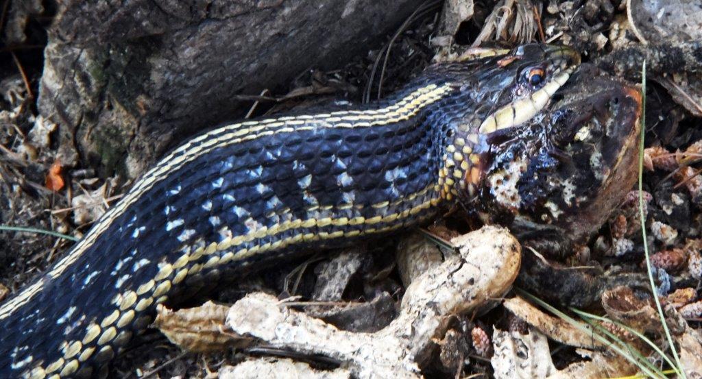 Garter snake w/toad