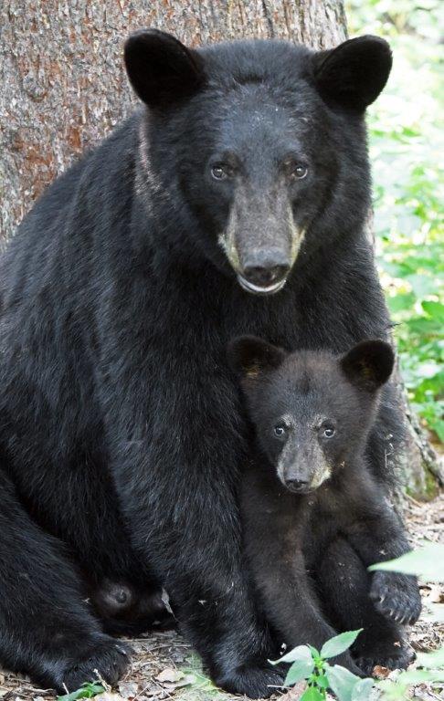 Mother cub