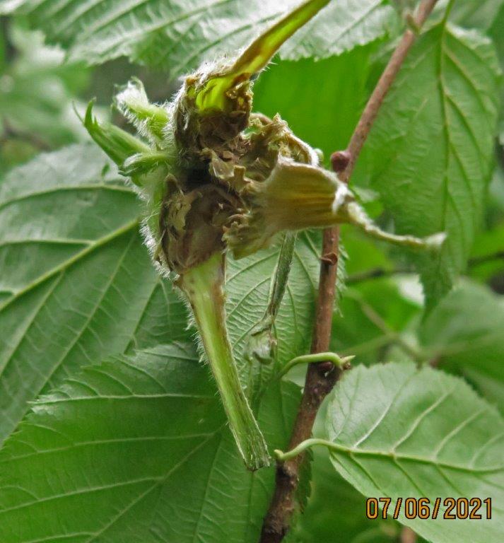 Hazelnut husks