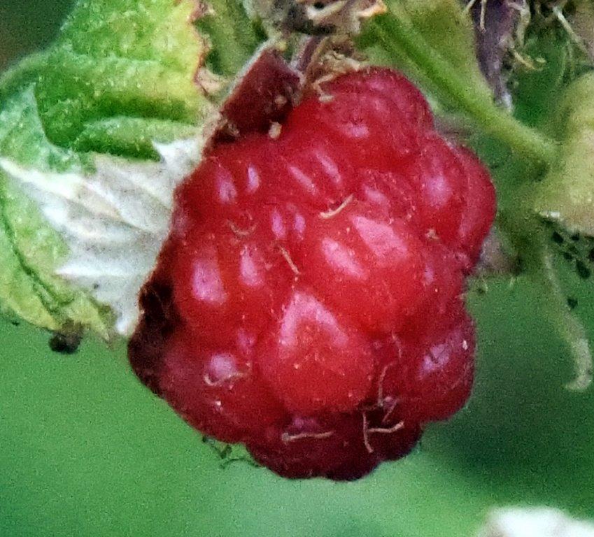 Raspberry