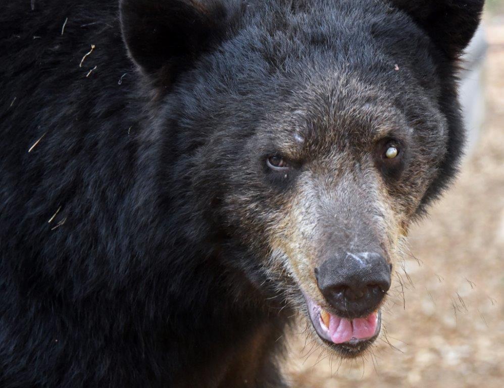 Spanky with tick on eye