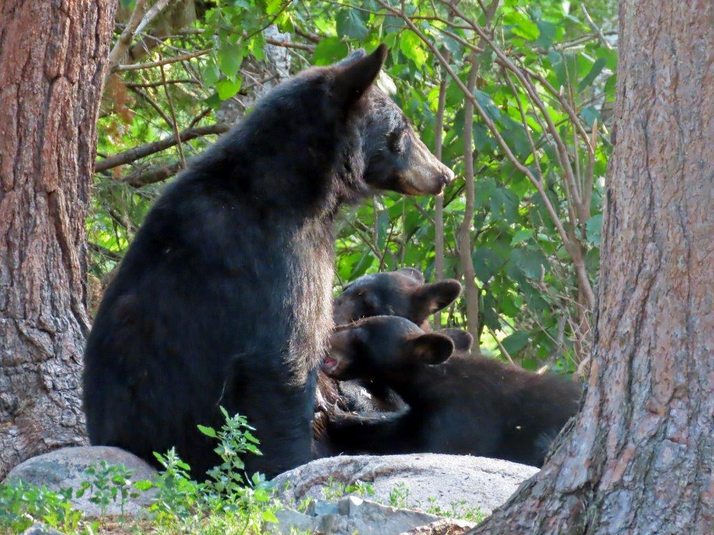 Chloe nursing cubs by Alex Hoar