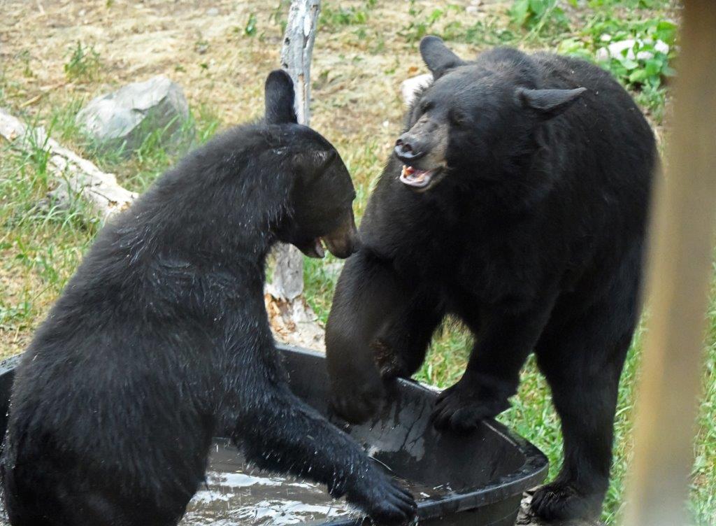 Tub play airplane ears