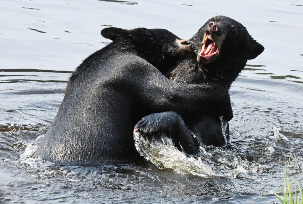 Water play close gentle