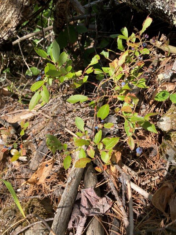 Blueberries struggle