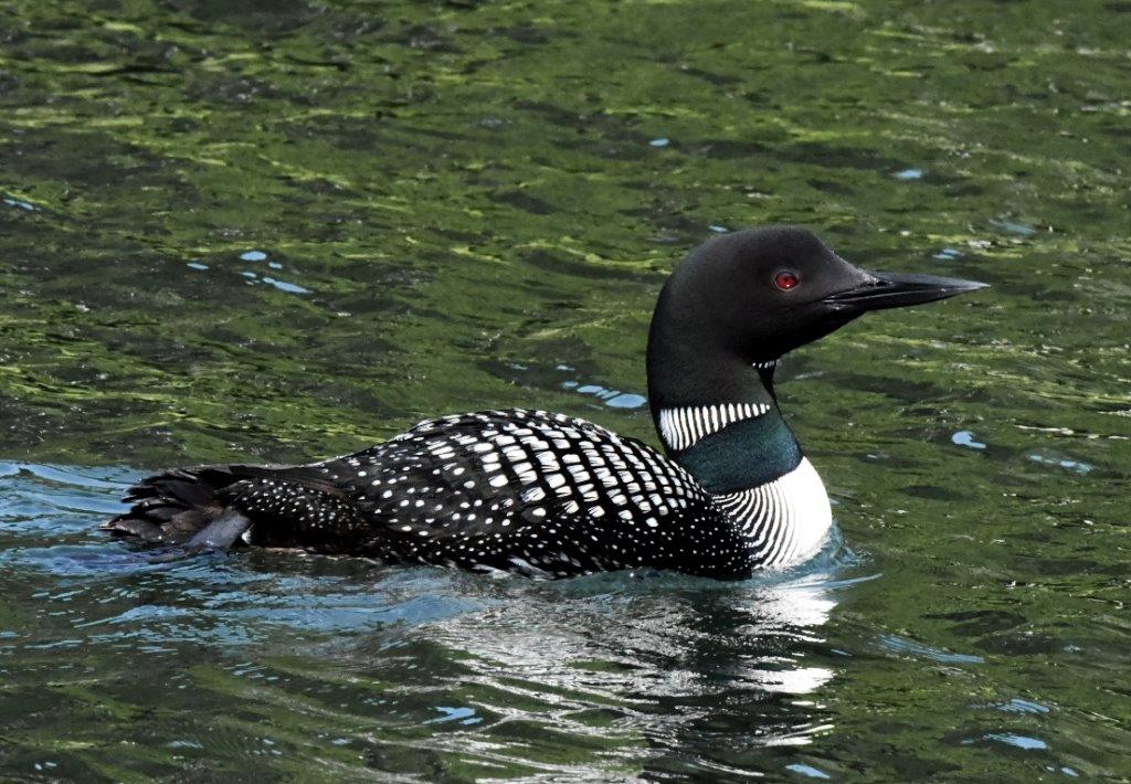 Loon