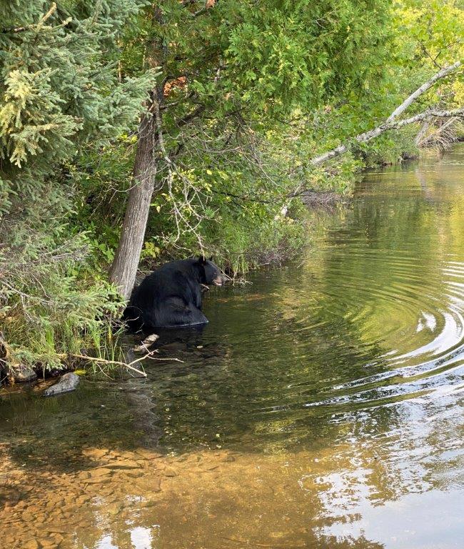 Bear Cooling off