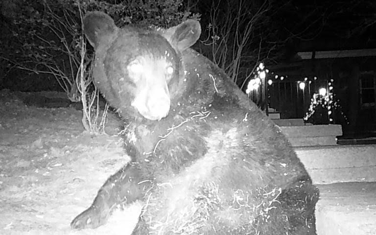 Duluth Bear