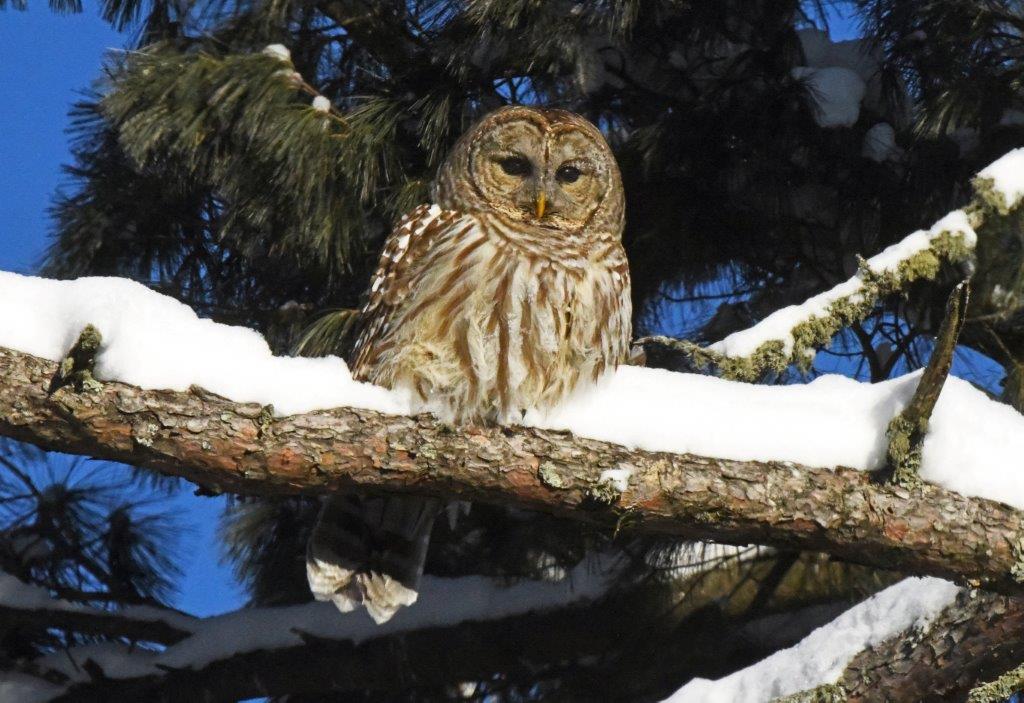 Barred Owl