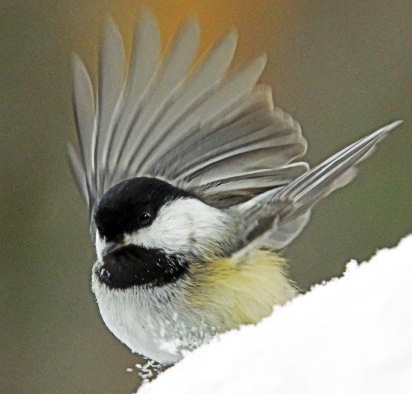 Chickadee