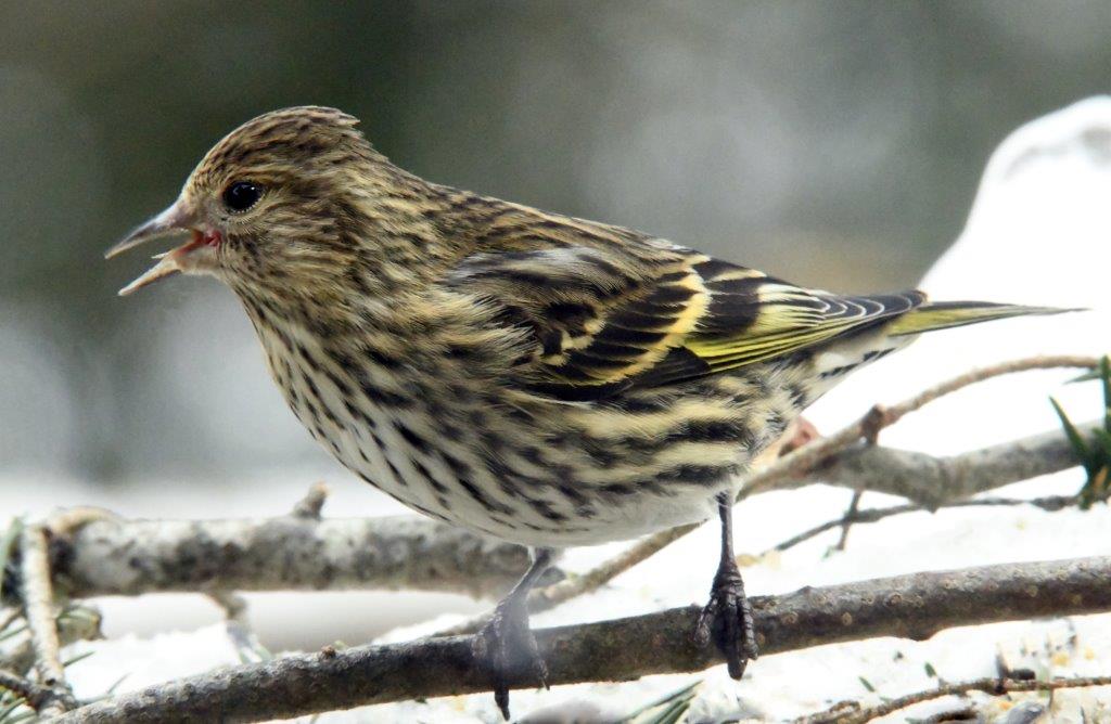 Pine siskin