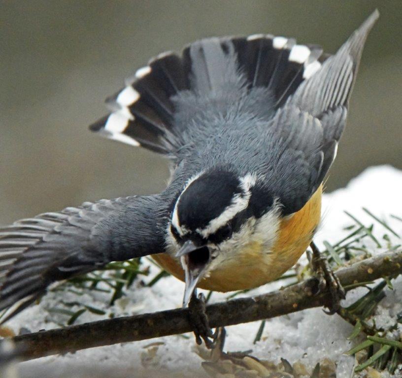 Red-breasted nuthatch