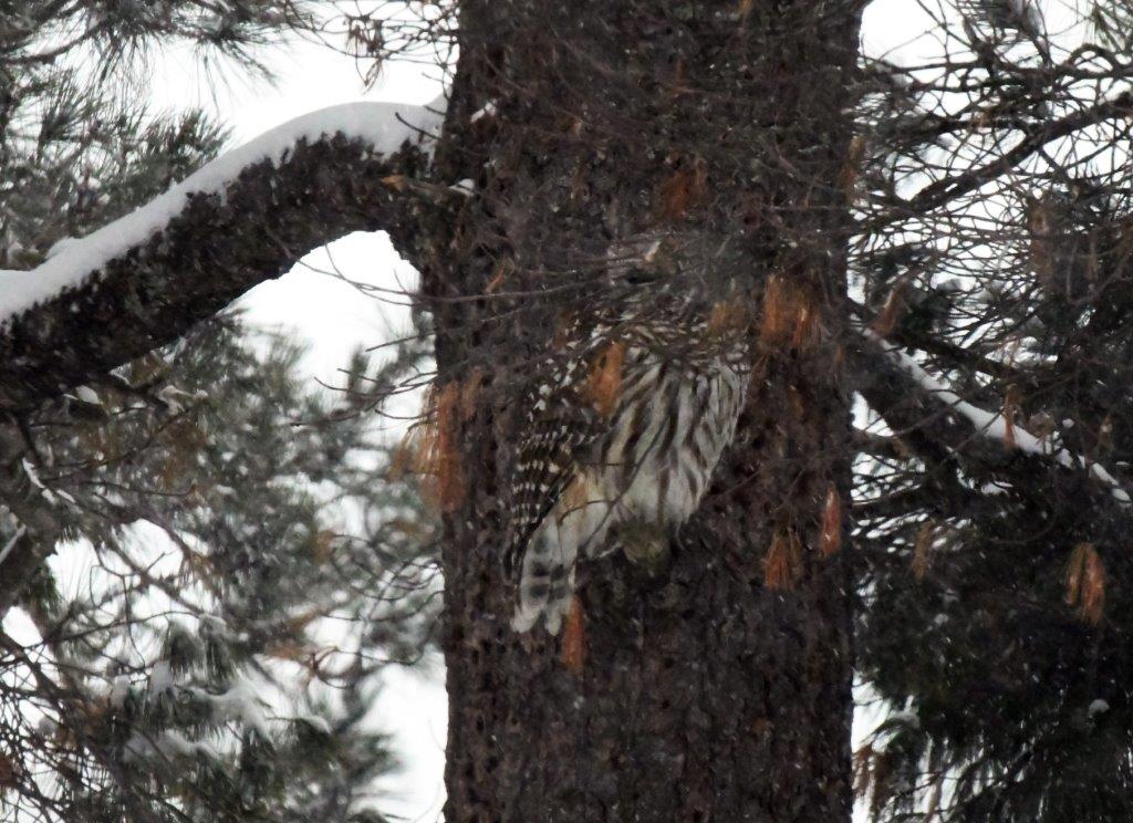 Barred Owl