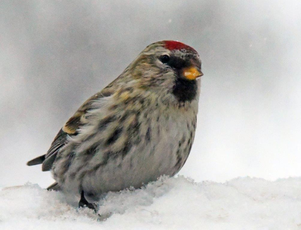 Redpoll