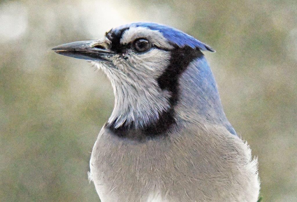 Blue jay