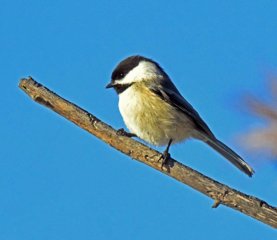 Chickadee against blue sky