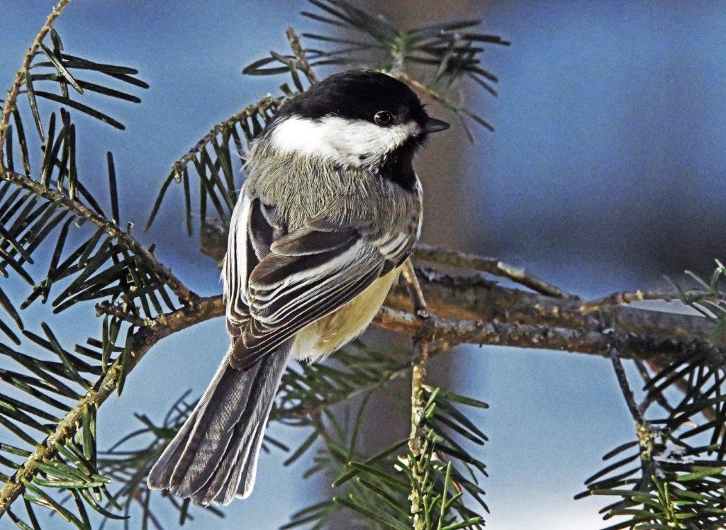 Chickadee