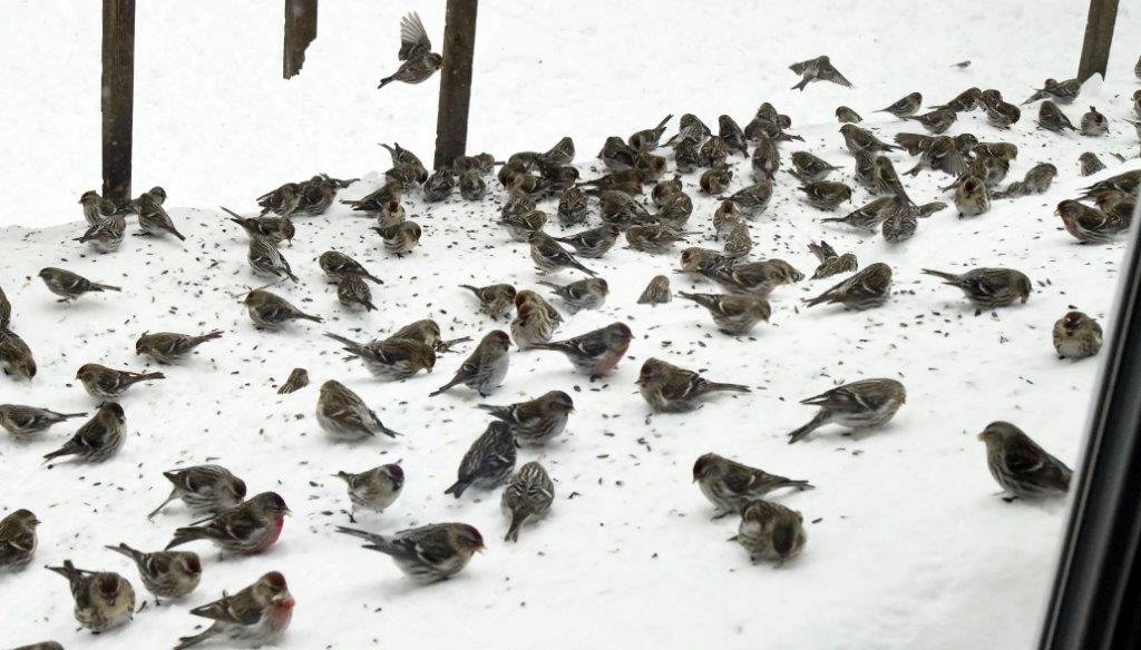 100 of the 200 redpolls