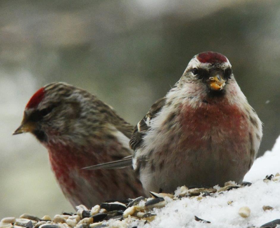 Two male redpolls