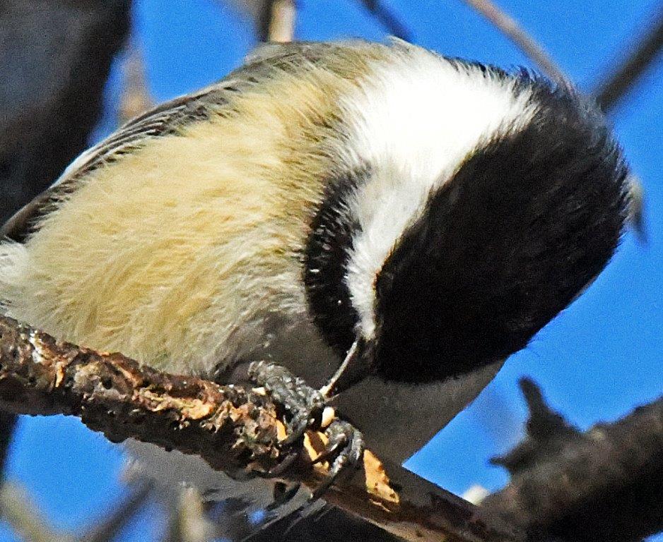 Chickadee eating seed