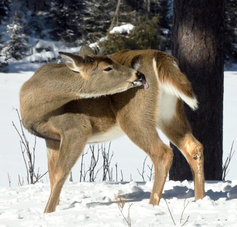 Deer licking fur