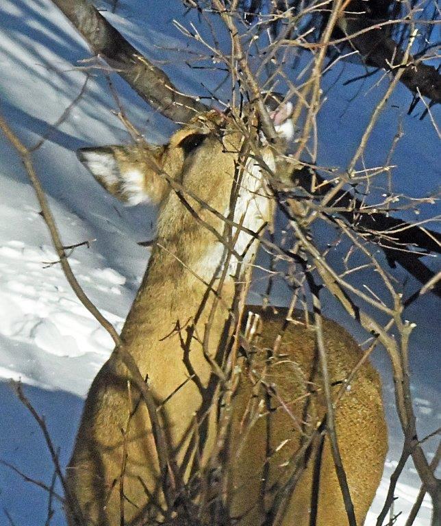 Deer nibbling catkins