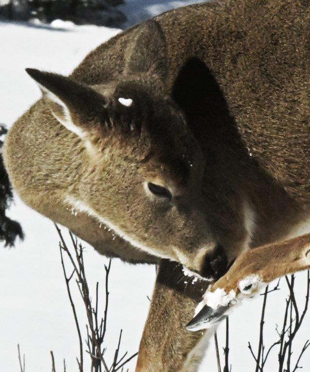 Deer removing snow