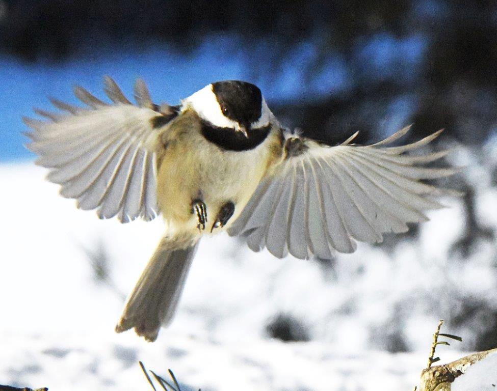 Chickadee