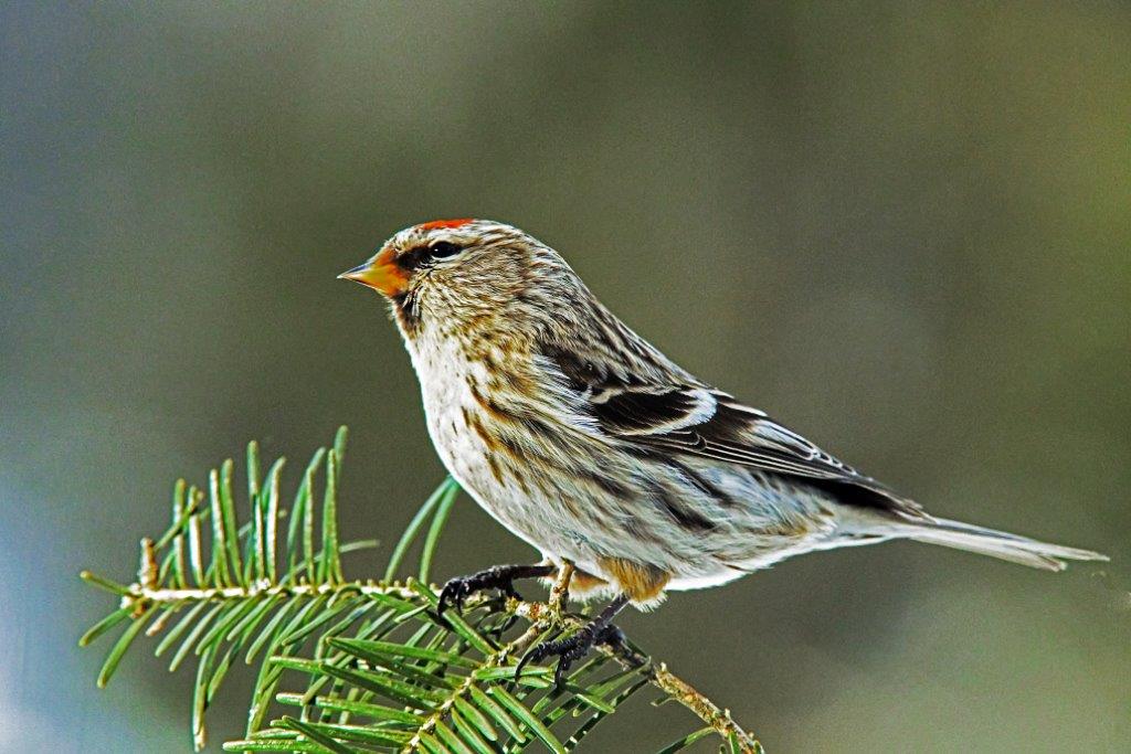 Redpoll female