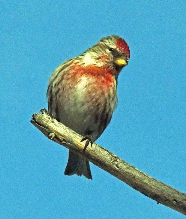 Redpoll male