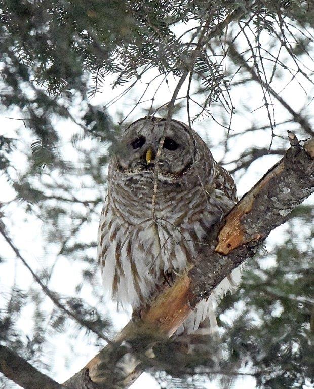 Barred Owl