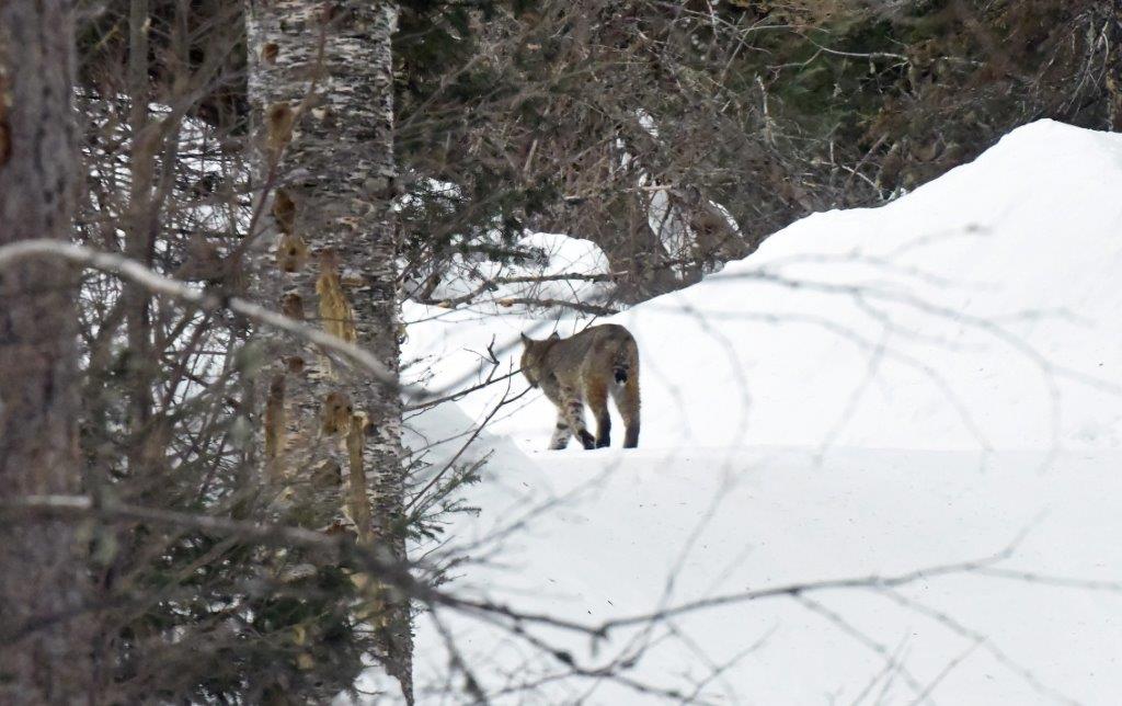 Bobcat