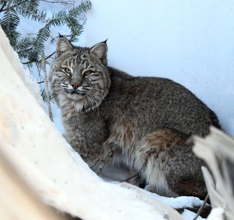 Bobcat