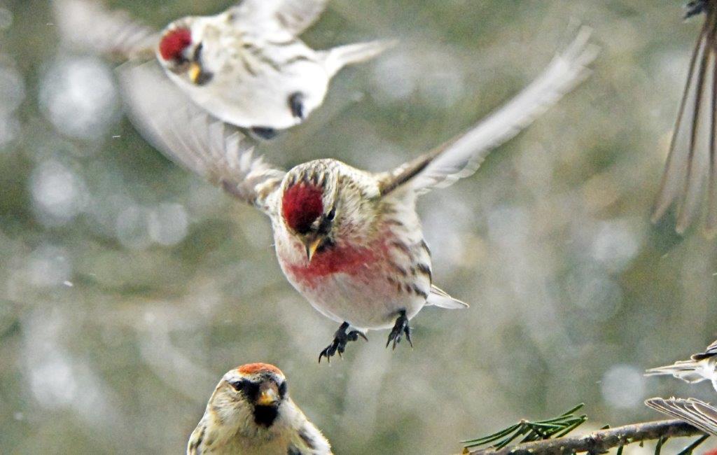 Redpolls