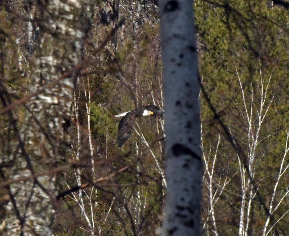 Bald Eagle